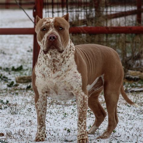 The Shar Pei <b>Pitbull</b> mix is a designer breed that could end up in shelters because people are unable to care for this exotic dog. . Xl pitbull puppies price